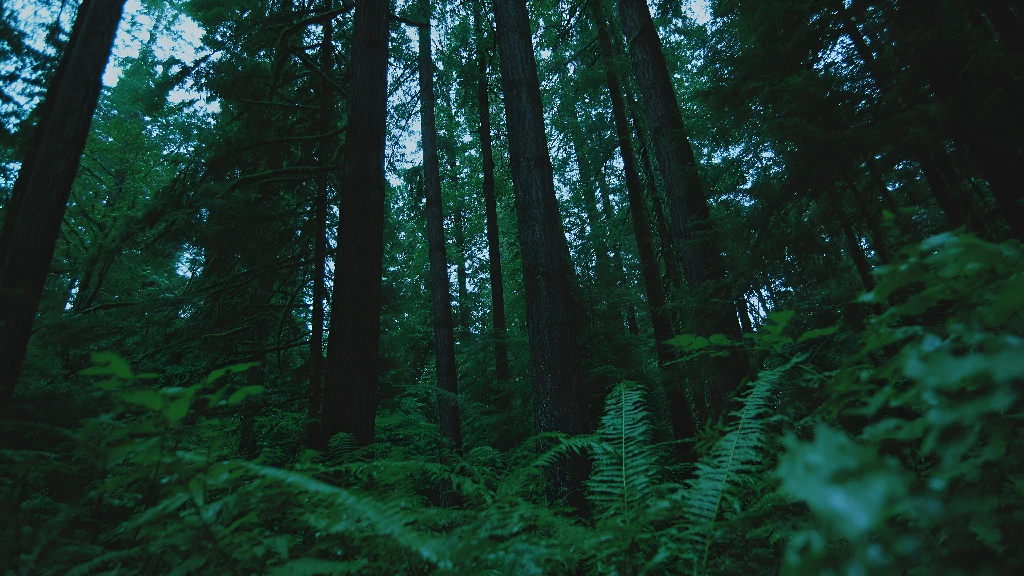 深林里的绿调秘境：被草木裹住的静谧
